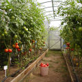Jakie są najlepsze, wydajne i odporne na choroby odmiany pomidorów do szklarni