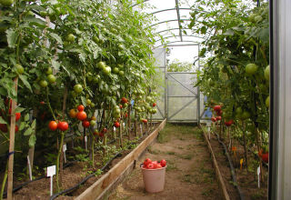 What are the best, productive and disease-resistant tomato varieties for a greenhouse
