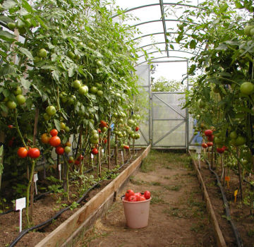 Quali sono le varietà di pomodori migliori, produttive e resistenti alle malattie per una serra