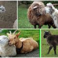 Vuohen ja lampaan hybridi kuvaus ja ominaisuudet, sisällön ominaisuudet
