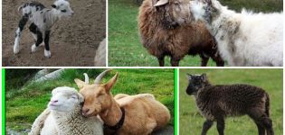 Kazas un aitas hibrīda apraksts un īpašības, satura pazīmes