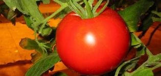 Opis sorte rajčice Vasily, njegove karakteristike i uzgoj