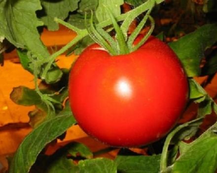 Opis odmiany pomidora Wasilij, jej cechy i uprawa