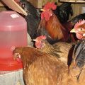 Typen en vereisten voor drinkbakken voor kippen, hoe u het zelf moet doen