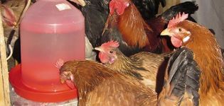 Rodzaje i wymagania dotyczące poideł dla kurczaków, jak to zrobić samemu