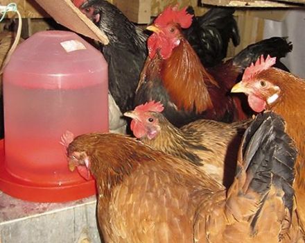 Tipos y requisitos para bebederos para pollos, cómo hacerlo usted mismo.
