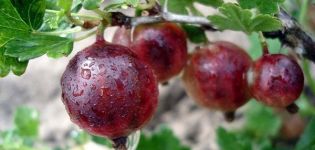Beskrivelse og karakteristika for konsul stikkelsbærsorten, dyrkning og pleje