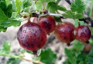 Description and characteristics of the consul gooseberry variety, cultivation and care