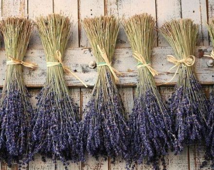 Wie können Sie Lavendel zu Hause trocknen, Zeitpunkt der Sammlung und Zubereitung
