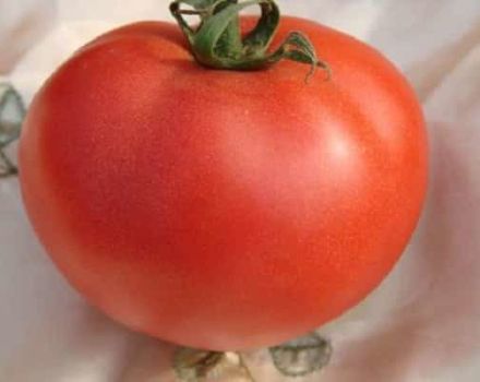 Descripción de la variedad de tomate Ale, características de cultivo y cuidado.