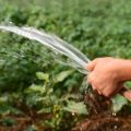 Hoe vaak en correct de pompoen in het open veld water geven en is het nodig?