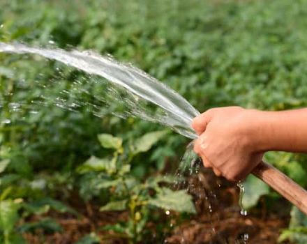 Thường xuyên và đúng cách tưới nước cho bí ngô trên ruộng trống và có cần thiết không?