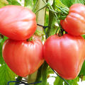 Bull's Heart tomātu šķirnes produktivitāte, īpašības un apraksts