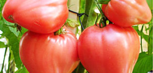 Produktivitet, egenskaper och beskrivning av Bull's Heart-tomatsorten