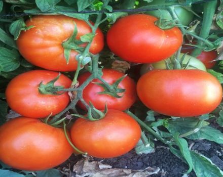 Caracteristicile și descrierea soiurilor de tomate Server F1