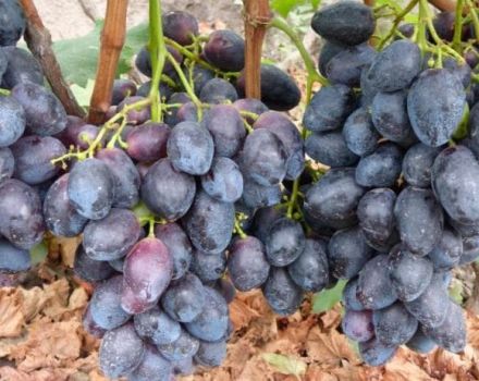 Furor vīnogu apraksts un audzēšana, plusi un mīnusi, īpašības