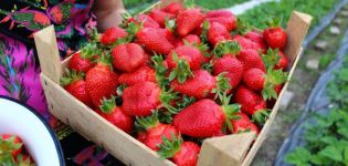 Description and characteristics of Elizaveta strawberries, planting and care