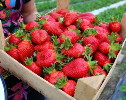 Beschreibung und Eigenschaften von Elizaveta-Erdbeeren, Pflanzen und Pflege