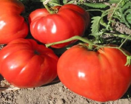 Descripción de la variedad de tomate Novosibirsk hit, características de cultivo y cuidado.