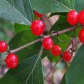 TOP 10 receptů, které lze vyrobit z červeného třešně na zimu, zmrazení