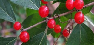 TOP 10 recipes that can be made from red bird cherry for the winter, freezing methods