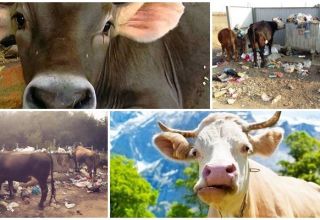 Ką daryti, jei karvė valgė plastikinį maišelį ir galimas pavojus