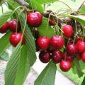 Le migliori varietà di ciliegie per la coltivazione nella regione di Mosca, la semina e la cura