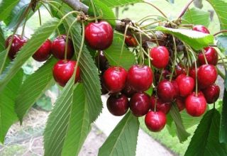 The best varieties of cherries for growing in the Moscow region, planting and care