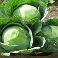 Popis odrůdy zelí Gloria f1, vlastnosti pěstování a péče