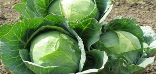 Description of the Gloria f1 cabbage variety, features of cultivation and care