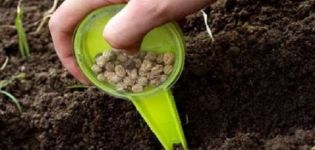 Hvordan og hvornår man skal så, vokse og pleje koriander inden vinteren