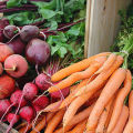 È possibile piantare barbabietole o aneto e carote nello stesso giardino