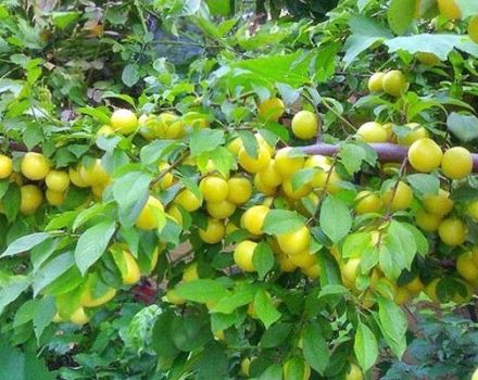 Description and characteristics of the Tsarskaya cherry plum variety, cultivation and care