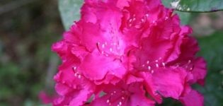 Descripció de la varietat Helikiki rhododendron, cura i cultiu d'una flor