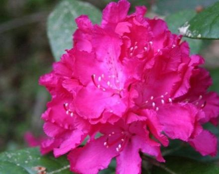 Descrizione della varietà di rododendro Helliki, cura e coltivazione di un fiore