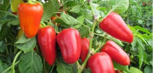 Plantning og pleje af peberfrøplanter i Ural i et drivhus og åbent felt