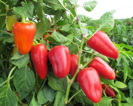 Planting and caring for pepper seedlings in the Urals in a greenhouse and open field