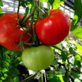 Características y descripción de la variedad de tomate Volgogradsky maduración temprana 323, su rendimiento.