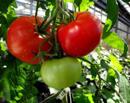 Tomaattilajikkeen Volgogradsky varhaiskypsymisen 323 ominaisuudet ja kuvaus, sen sato