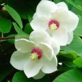 Plantación y cuidado de magnolia en campo abierto, métodos de reproducción.