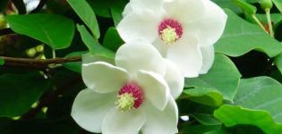 Plantar y cuidar magnolia en campo abierto, métodos de reproducción.