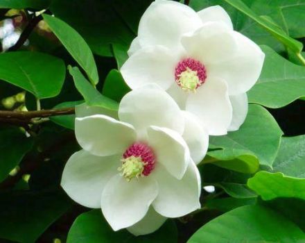 Plantning og pleje af magnolia i det åbne felt, avlsmetoder