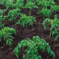 Rules of agricultural technology for growing tomatoes in open ground and greenhouse