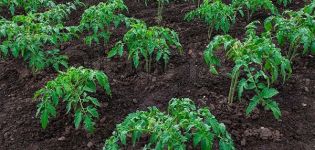 Quy tắc công nghệ nông nghiệp để trồng cà chua trên bãi đất trống và nhà kính