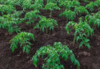 Peraturan pertanian untuk menanam tomato di ladang terbuka dan rumah hijau