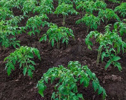 Agricultural rules for growing tomatoes in the open field and greenhouse