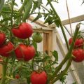 Egenskaber og beskrivelse af Hurricane-tomatsorten, dens udbytte