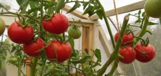 Hurricane-tomaattilajikkeen ominaisuudet ja kuvaus, sen sato
