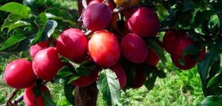 Descripció de la varietat de pruna Generalskaya, que creix i té cura de l'arbre