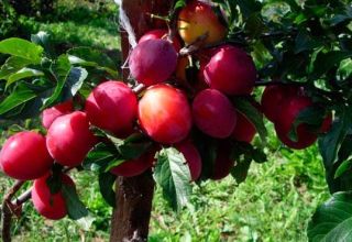 Description of the Generalskaya plum variety, growing and caring for the tree